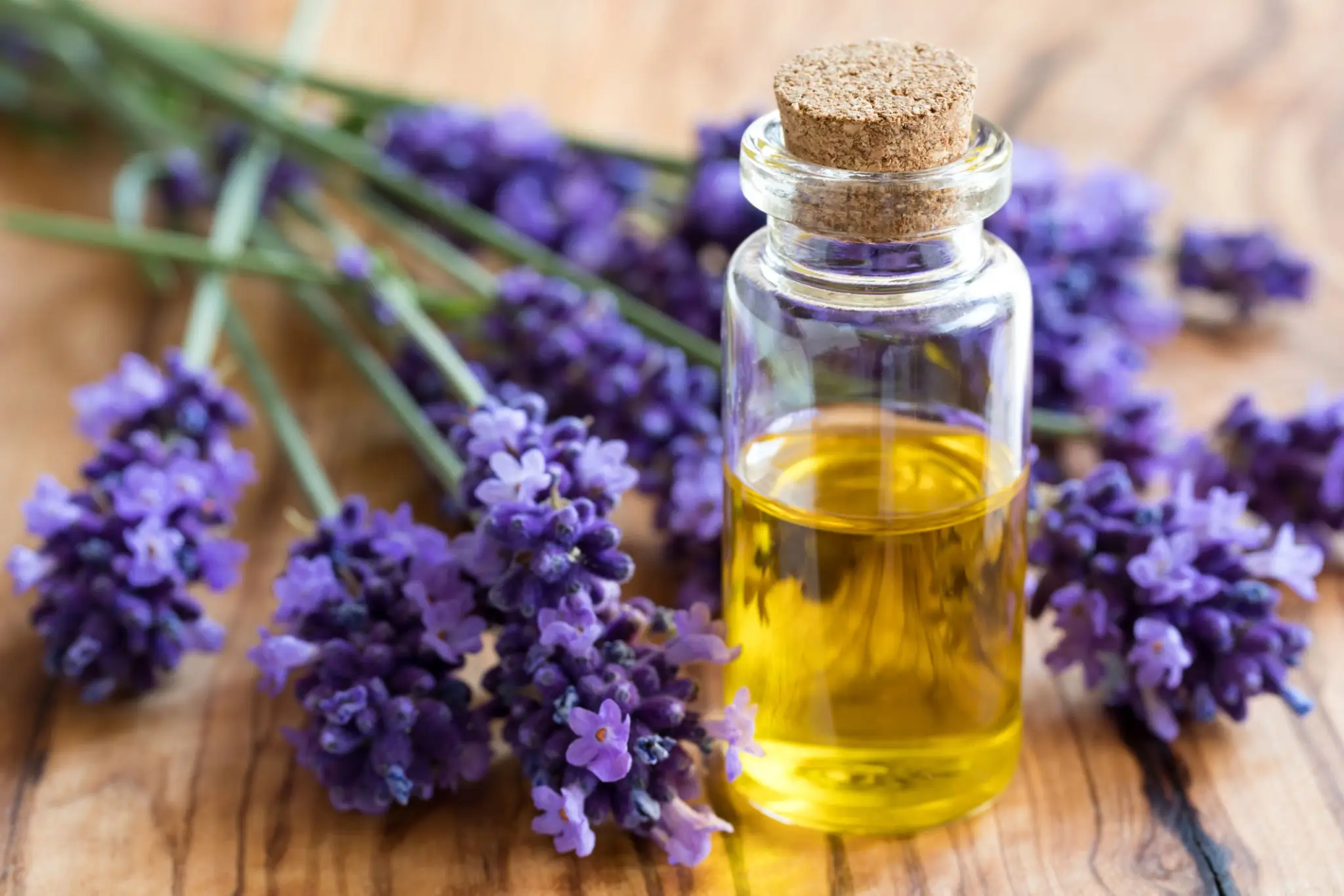A bottle of pure lavender essential oil beside sprigs of fresh lavender